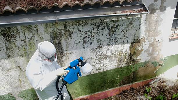 Top rated local Mold Remediation specialists in Oldtown, MD